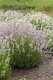 LEVANDULE RŮŽOVÁ - LAVANDULA ANGUSTIFOLIA "ROSEA"