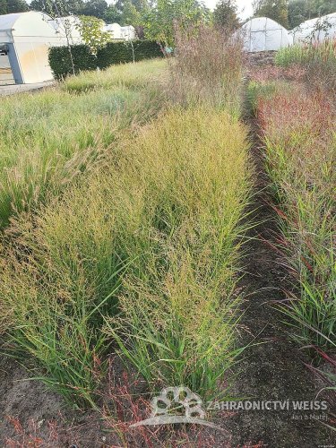 PROSO PRUTNATÉ - PANICUM VIRGATUM BUFFALO GREEN