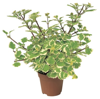 PLECTRANTHUS - MOLICE