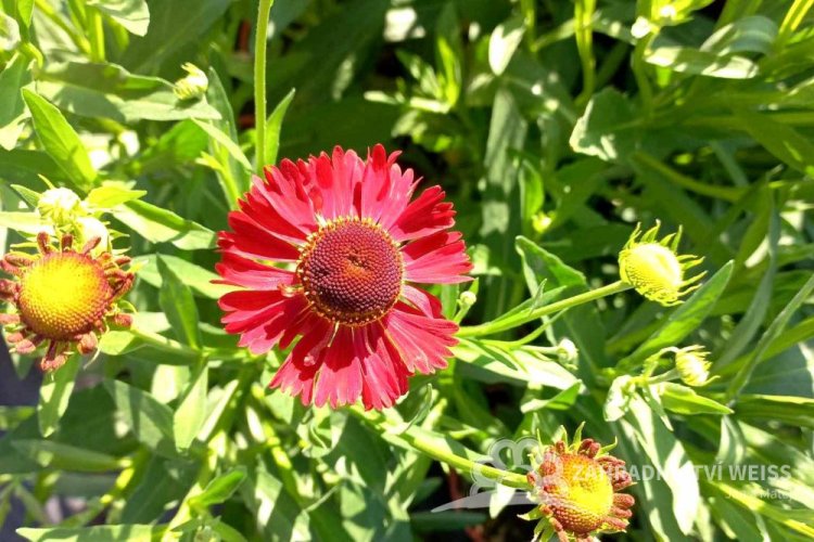 HELENIUM x HYB. MOERHEIM BEAUTY