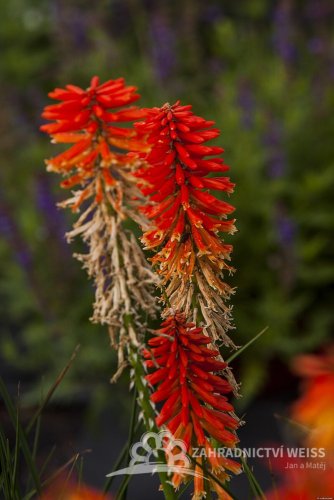 KLEOPATŘINA JEHLA - KNIPHOFIA PAPAYA POPSICLE