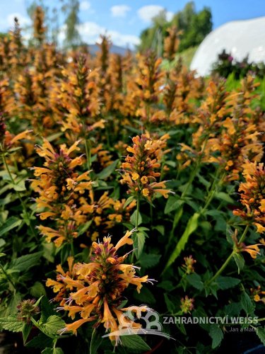 AGASTACHE HYBRIDA - KUDOS MANDARIN - ORANŽOVÝ