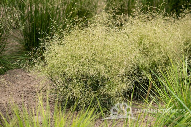 METLICE TRSNATÁ - DESCHAMPSIA CAESPITOSA PALAVA