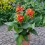 CANNA CANNOVA - RED GOLDEN FLAME