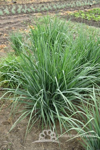 PROSO PRUTNATÉ –  PANICUM VIRGATUM BLUE FOUNTAIN