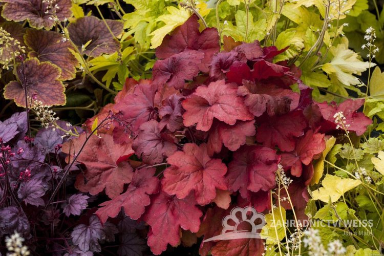 HEUCHERA FIRE ALARM