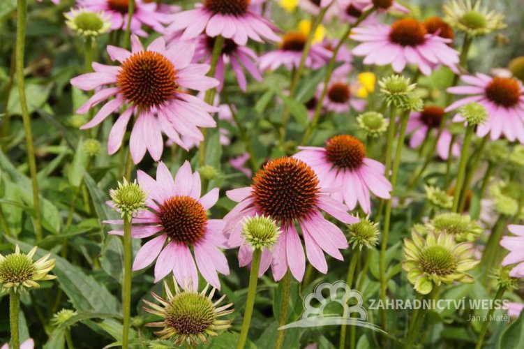 ECHINACEA RŮŽOVÁ - ECHINACEA PRIMADONNA DEEP ROSE