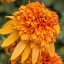 ECHINACEA PURP. MARMALADE