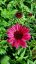 ECHINACEA SENSATION WILD ROMANCE