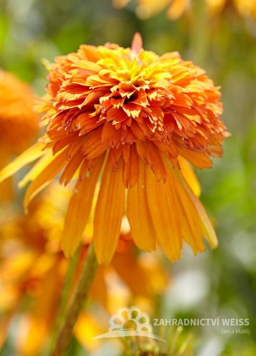 ECHINACEA PURP. MARMALADE