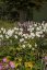 ANEMONE HONORINE JOBERT