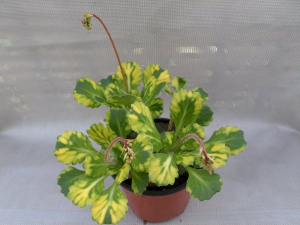 SAXIFRAGA URBIUM VARIEGATA - LOMIKÁMEN