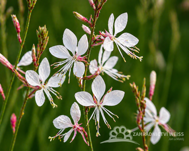 SVÍČKOVEC - GAURA LINDHEIMERI EMMELINE WHITE
