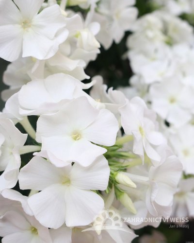 PHLOX PANICULATA FLAME PRO WHITE ®