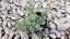 SEDUM CAUTICOLUM LIDAKENSE