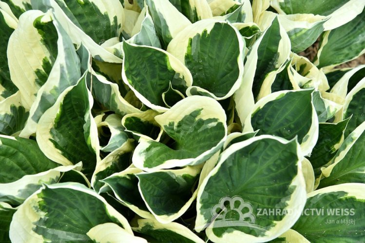 HOSTA HYB. MINUTEMAN