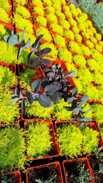 SEDUM HYBR. BERTRAM ANDEROSON