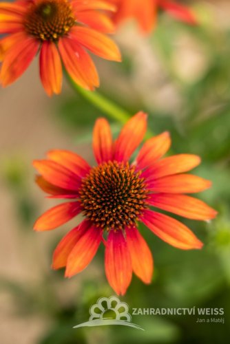 ECHINACEA PURPUREA PRAIRIE BLAZE ORANGE SUNSET