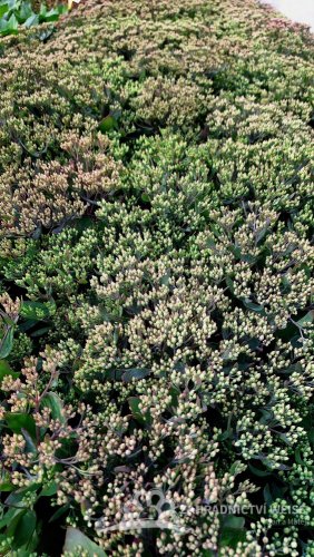 SEDUM TELEPHIUM MR GOODBUD