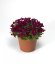 TAŘIČKA - AUBRIETA AXCENT BURGUNDY