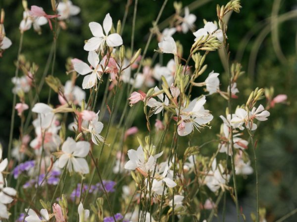 GAURA LINDHEIMERI – GEYSER WHITE