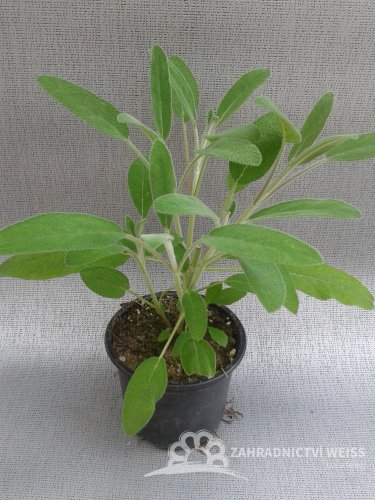 ŠALVĚJ LÉKAŘSKÁ - BABSKÉ UCHO - SALVIA OFFICINALIS BERGGARTEN
