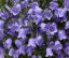 ZVONEK LŽIČKOLISTÝ - CAMPANULA SWINGING BELLS BLUE