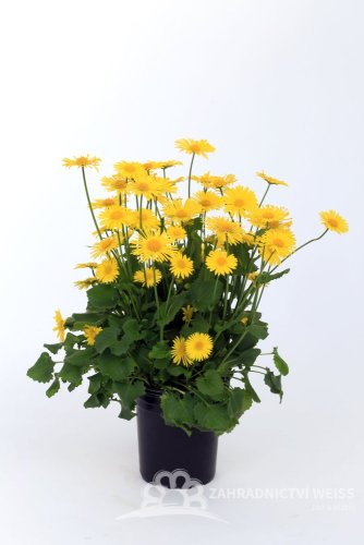 KAMZIČNÍK - DORONICUM LEONARDO COMPACT