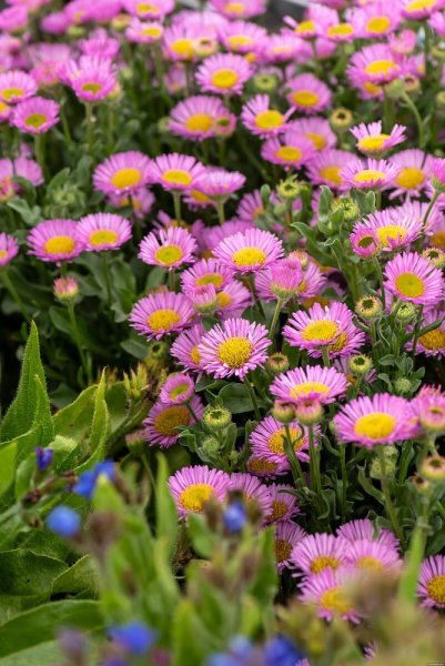 TURAN - ERIGERON GLAUCUS SEA BREEZE