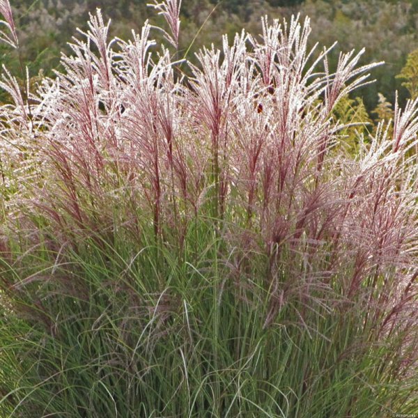 OZDOBNICE ČÍNSKÁ - MISCANTHUS SINENSIS "FERNER OSTEN"