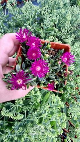 DELOSPERMA - SUNDELLA LEVANDER