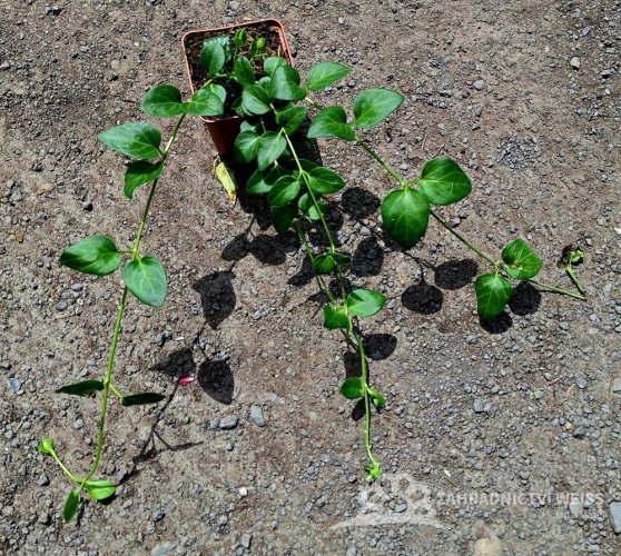 BARVÍNEK – VINCA MAJOR DEEP BLUE