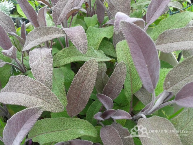 ŠALVĚJ MODRÁ - SALVIA OFFICINALIS PURPUREA