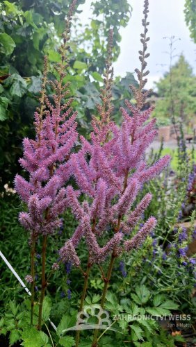 ČECHRAVA - ASTILBE CHINENSIS PUMILA