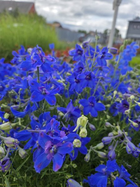 DELPHINIUM GRANDIFLORUM SUMMER NIGHTS