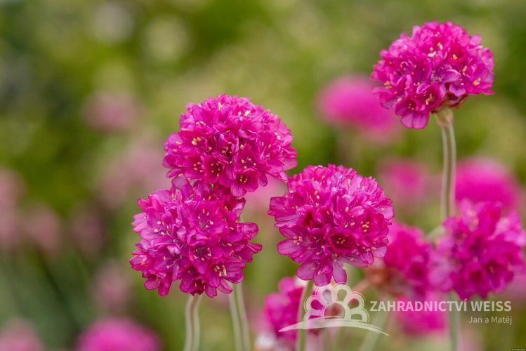 TRAVNIČKA PŘÍMOŘSKÁ - ARMERIA NIFTY THRIFTY