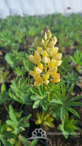 LUPINA - LUPINUS POLYPHYLLUS - LUPINI YELLOW