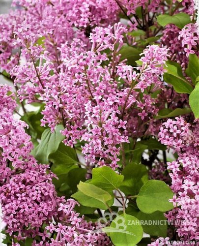 ŠEŘÍK MEYERŮV - SYRINGA MEYERI FLOWERFESTA PINK