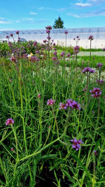 SPORÝŠ  - VERBENA BONARIENSIS BONNIE BLUE