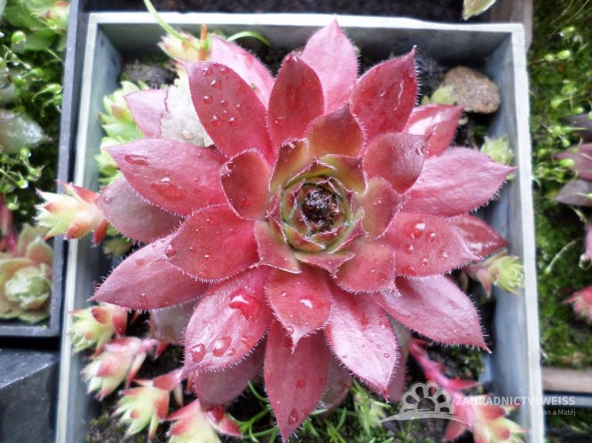 NETŘESK ČERVENÝ - SEMPERVIVUM