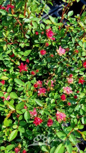 RŮŽIČKA – ROSA LILLY ROSE