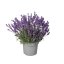 LEVANDULE - LAVANDULA ANGUSTIFOLIA  AROMATICO EVOLUTION