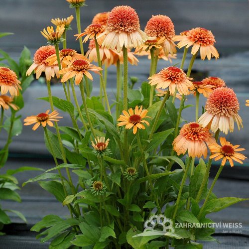 TŘAPATKA - ECHINACEA "SUPREME CANTALOUPE"
