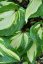 HOSTA HYBRIDA RASPBERRY SUNDAE