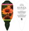 ECHINACEA PRIMA GINGER