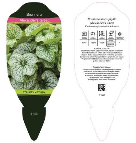 POMĚNKOVEC VELKOLISTÝ – BRUNNERA MACROPHYLLA ALEXANDER´S GREAT