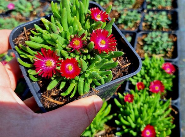 DELOSPERMA COOPERI JEWEL OF DESERT GARNET