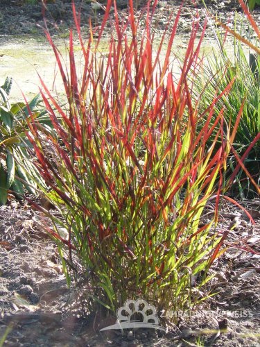 PROSO PRUTNATÉ - PANICUM VIRGATUM SANGRIA