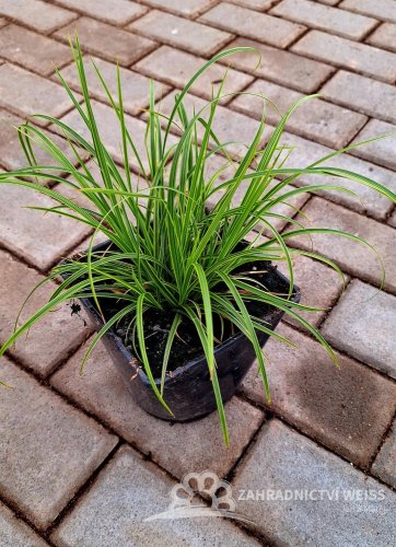 CAREX DOLICHOSTACHYA GOLD FOUNTAIN