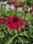 ECHINACEA HYBRIDA PEARL DEEP RED